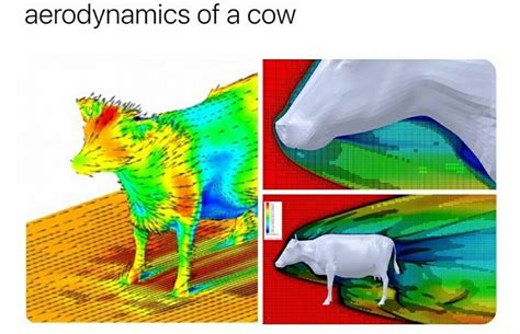 Aerodynamics Of A Cow Moose Art Cow Animals