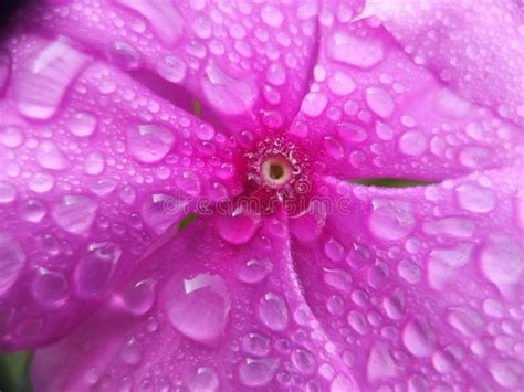 Water Drop On Purple Flower Stock Image Image Of Pink Lavender