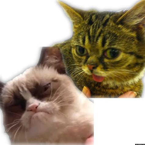 lil bub perma kitten gives exclusive interview about tard the grumpy cat video