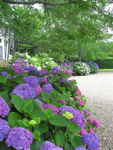 Top And Most Beautiful Hydrangeas Landscaping Ideas To Inspire You