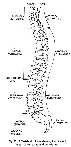 Labelled Diagram Of Backbone Neurology Spinal Cord Introduction