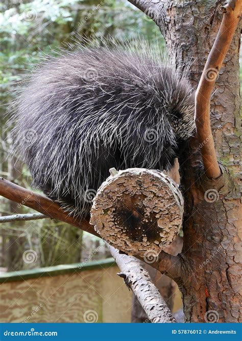 Porcupine In Tree Stock Photo Image Of American Black 57876012