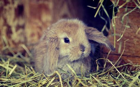 Cool Rabbit Wallpapers Top Free Cool Rabbit Backgrounds Wallpaperaccess
