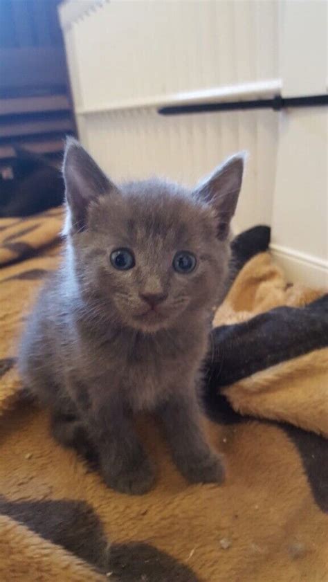 2 Gorgeous Grey Kittens For Sale In Wembley London Gumtree