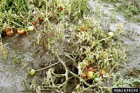 Penyakit Layu Fusarium Pada Tomat Agrokompleks Kita