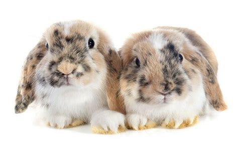 French Lop Rabbit Colors Size Lifespan Temperament And More