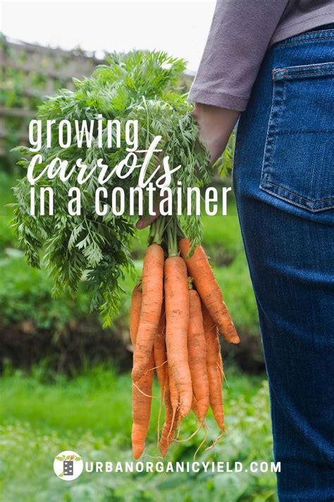 Growing Carrots In Containers In 2020 Growing Carrots Container