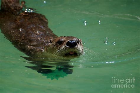 River Otter Swimming
