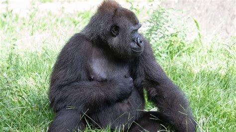 Audubon Zoo Expecting First Critically Endangered Gorilla Baby In 24