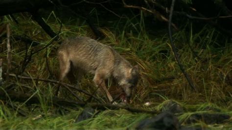 Bbc One Land Of The Lost Wolves Episode 2 Coastal Wolves