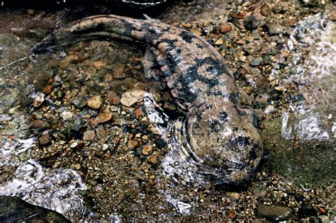 Chinese Giant Salamander Amphibian