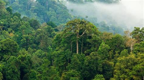 Gambar Hutan Hujan Tropis Berbagi Informasi