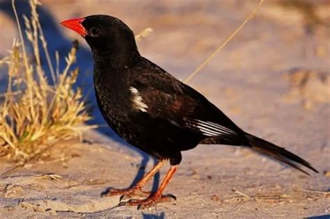 15 Black Birds With Red Beaks Pictures And Id