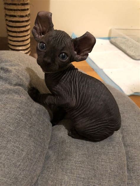 Black Elf Ear Sphynx Kitten Baby Cats Cute Hairless Cat Cute Cats