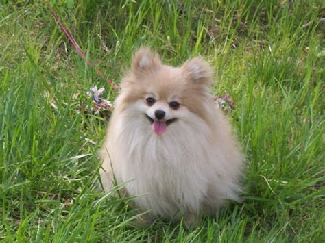 Cute Pictures Of Pomeranian Dogs And Puppies
