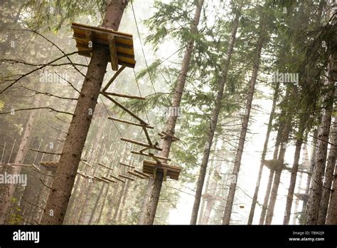 Tree Climbing Long An Equipped Route Inside A N Italian Woods In