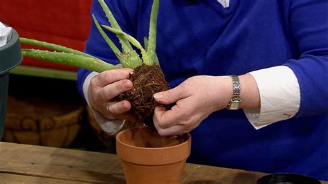 Repotting Aloe Vera This Week In The Garden Youtube
