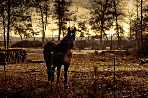 Horse Animals Fence Trees Hd Wallpaper Wallpaperbetter