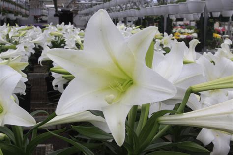 Behind The Tradition Easter Lilies Bengert Greenhouses