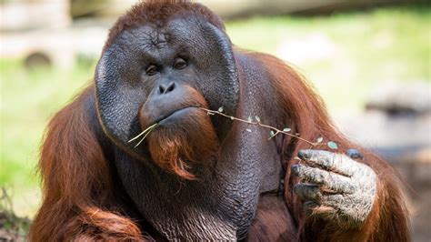 Orangutan The Houston Zoo