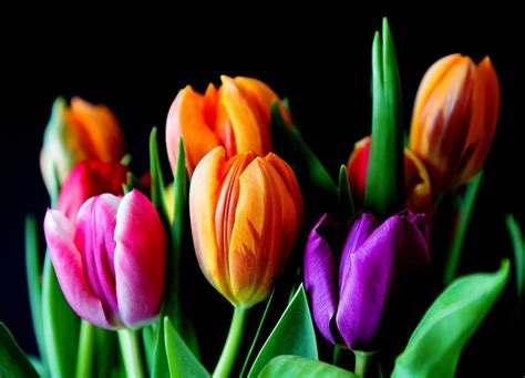 Symbolic Meaning Of Flower Colors On Whats Your Sign
