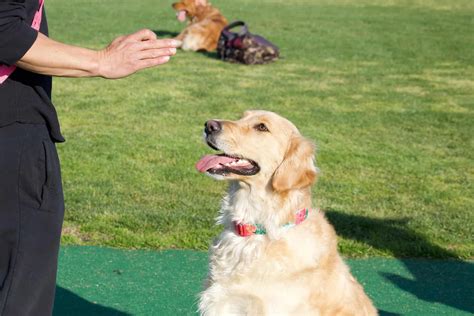 Golden Retriever Training Tips Sharda Bakers Dog World