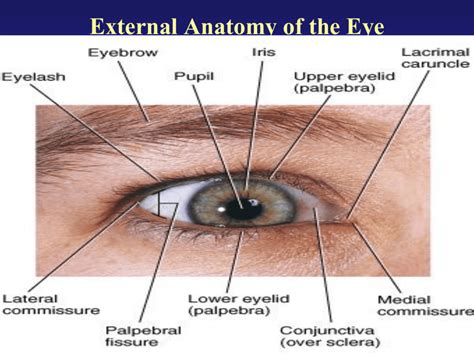 External Eye Anatomy