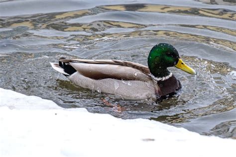 The Duck Water Flows Down The Duck On The Water Surface Stock Photo