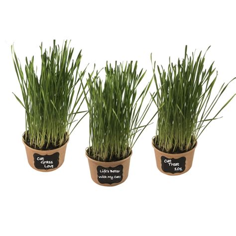 Why cat grass at all? Microgreen Pros + Easy Cat Grass Kit (3 Pack), Organic ...