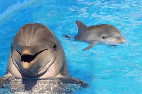 Baby Bottlenose Dolphins Baby Animal Zoo