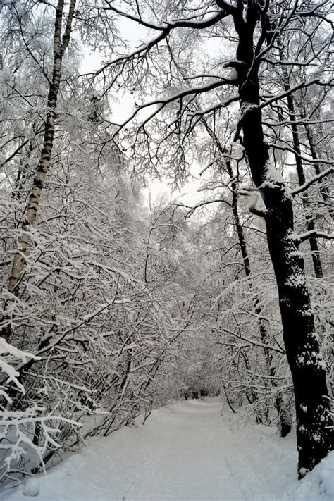 Snowy Forest Alley On A Winter Day Winter Landscape Park Forest In