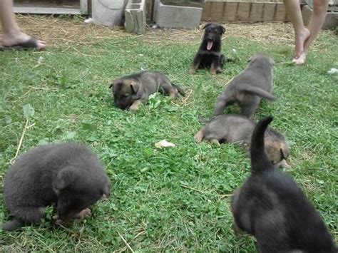 Mum is a beautiful silver sable gsd and dad is a gorgeous shollie (german shepherd x collie) mum and dad. Sable/Silver German Shepherd puppy for Sale in Fort Wayne ...