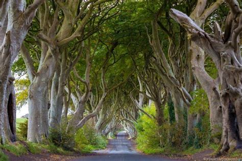 The Dark Hedges In Northern Ireland A Complete Visitors Guide