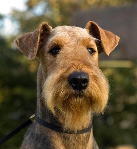 15 Interesting Facts About Airedale Terriers Page 4 Of 5 The Dogman