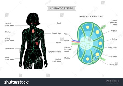 Anatomy Lymph Node Woman Silhouette Illustration Stock Vector Royalty