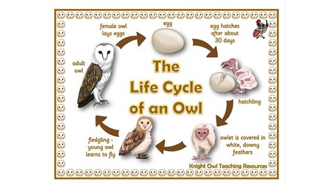 The Life Cycle Of An Owl Poster