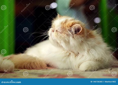 Sleeping Persian Cat Stock Image Image Of Lying Relaxation 146736385
