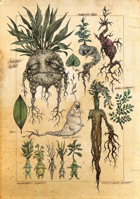 Mandrake Mandragora Officinarum Mark Bere Peterson Hauntings