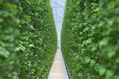 Everything You Should Know About Vertical Farming Hortimedia
