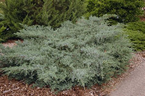 Find help and information on juniperus 'grey owl' pencil cedar virginiana chinensis, including varieties and pruning advice. Juniperus 'Grey Owl' | Landscape Plants | Oregon State ...