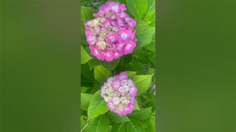 beautiful 😍 flowers 🌸 youtube