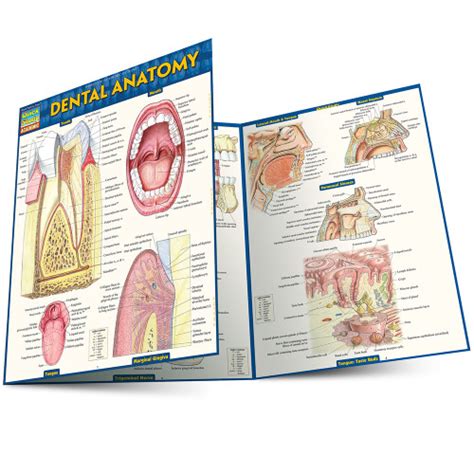 Quickstudy Dental Anatomy Laminated Study Guide 9781423233107