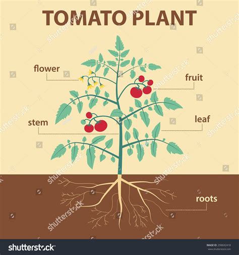 Vector Illustration Showing Parts Tomato Whole Stock Vector 299692418