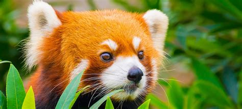 Submitted 2 years ago by tyrone_the_turtle. 32 Interesting Red Panda Facts | Fact Retriever.com