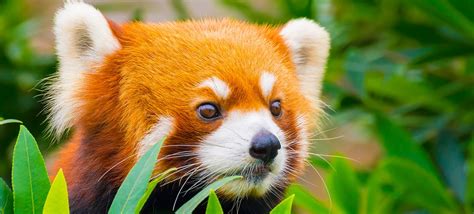 Traditional cybersecurity is struggling to keep up with sneaky new malware. 32 Interesting Red Panda Facts | Fact Retriever.com
