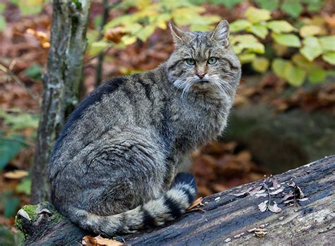 Wildkatze Im Rasseportrait Alles über Ihre Herkunft Zooroyal Magazin