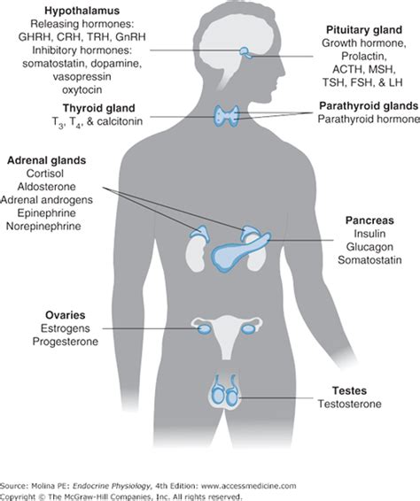 Endocrine System Target Organs