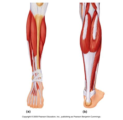 Leg Muscle Back Anatomy Labeled