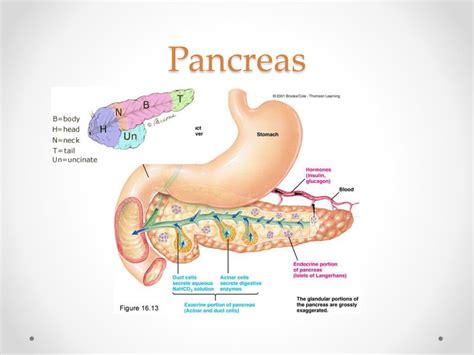Anatomy Of The Pancreas Ppt Diagram Pancreas Diagram Ppt Images And Photos Finder