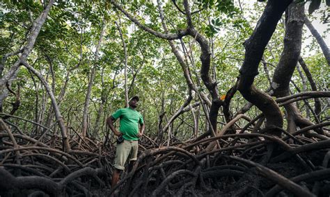 how four communities value and protect their mangroves stories wwf